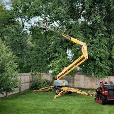 Best Lawn Disease Treatment  in Yorkville, NY