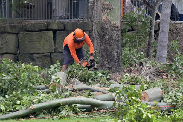 Best Commercial Tree Services  in Yorkville, NY