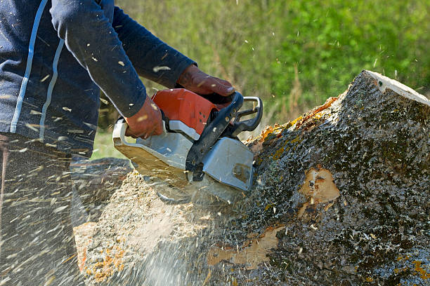 How Our Tree Care Process Works  in  Yorkville, NY